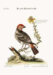 O Maior Bulfinch-Hen, 1749-73